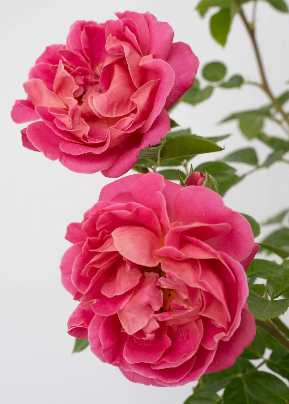 PowerPuff™ Pink Rose Bare Root (Archived)
