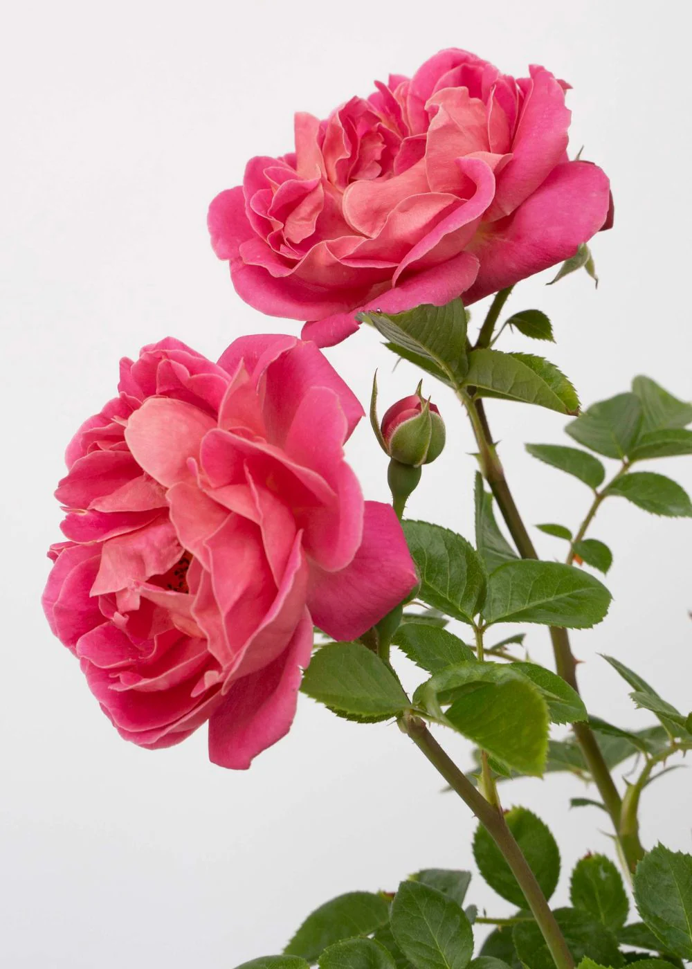 PowerPuff™ Pink Rose Bare Root (Archived) - Image 2