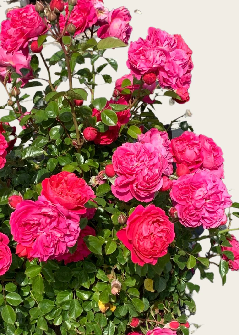 PowerPuff™ Pink Rose Bare Root (Archived) - Image 3