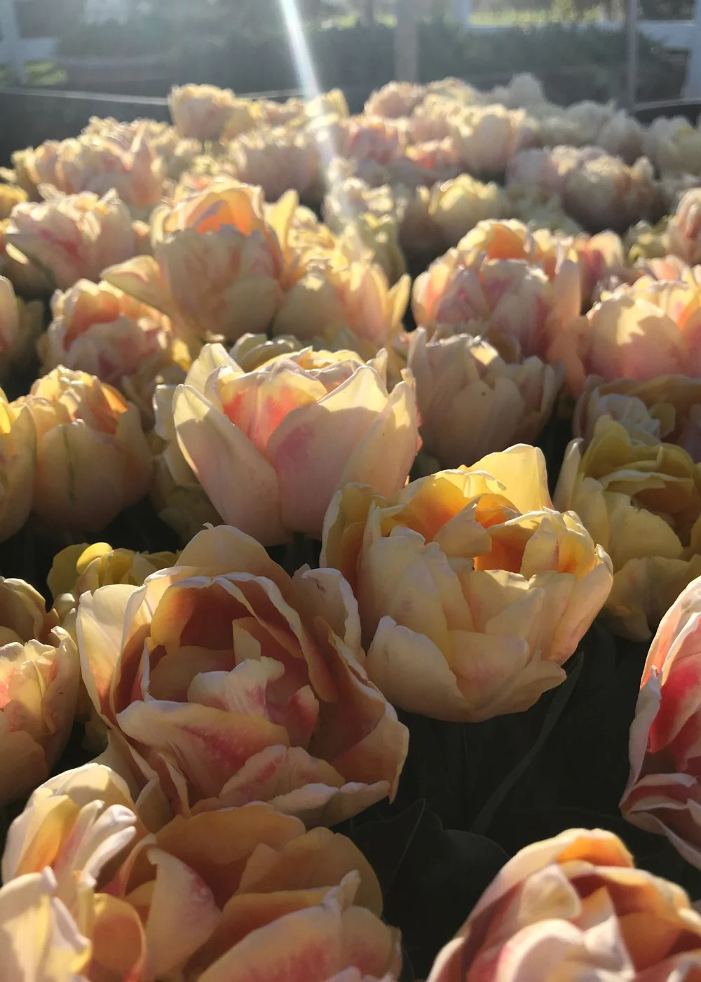 Pre-Cooled Charming Beauty Tulip Bulbs - Image 3