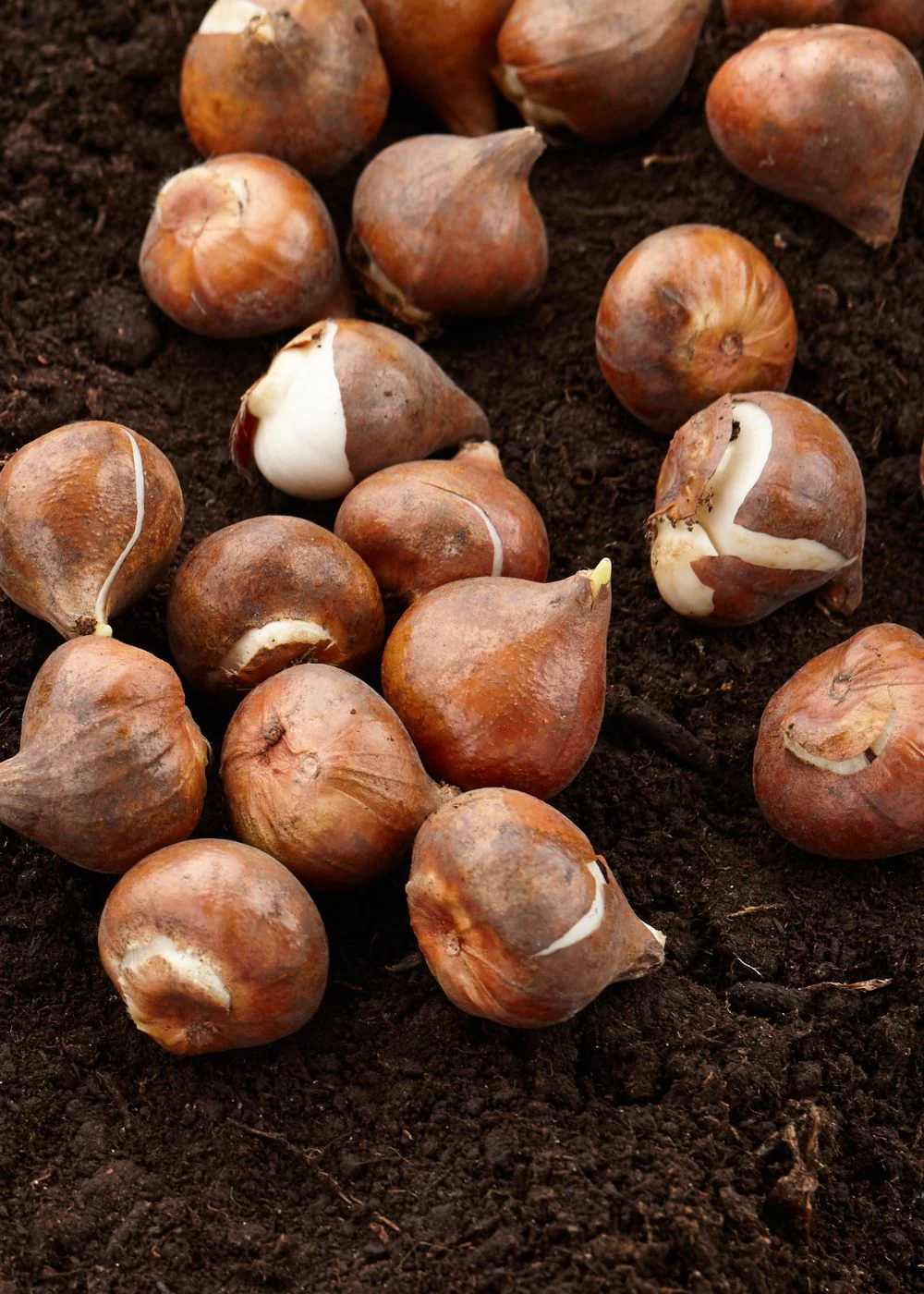 Pre-Cooled Avignon Parrot Tulip Bulbs - Image 4