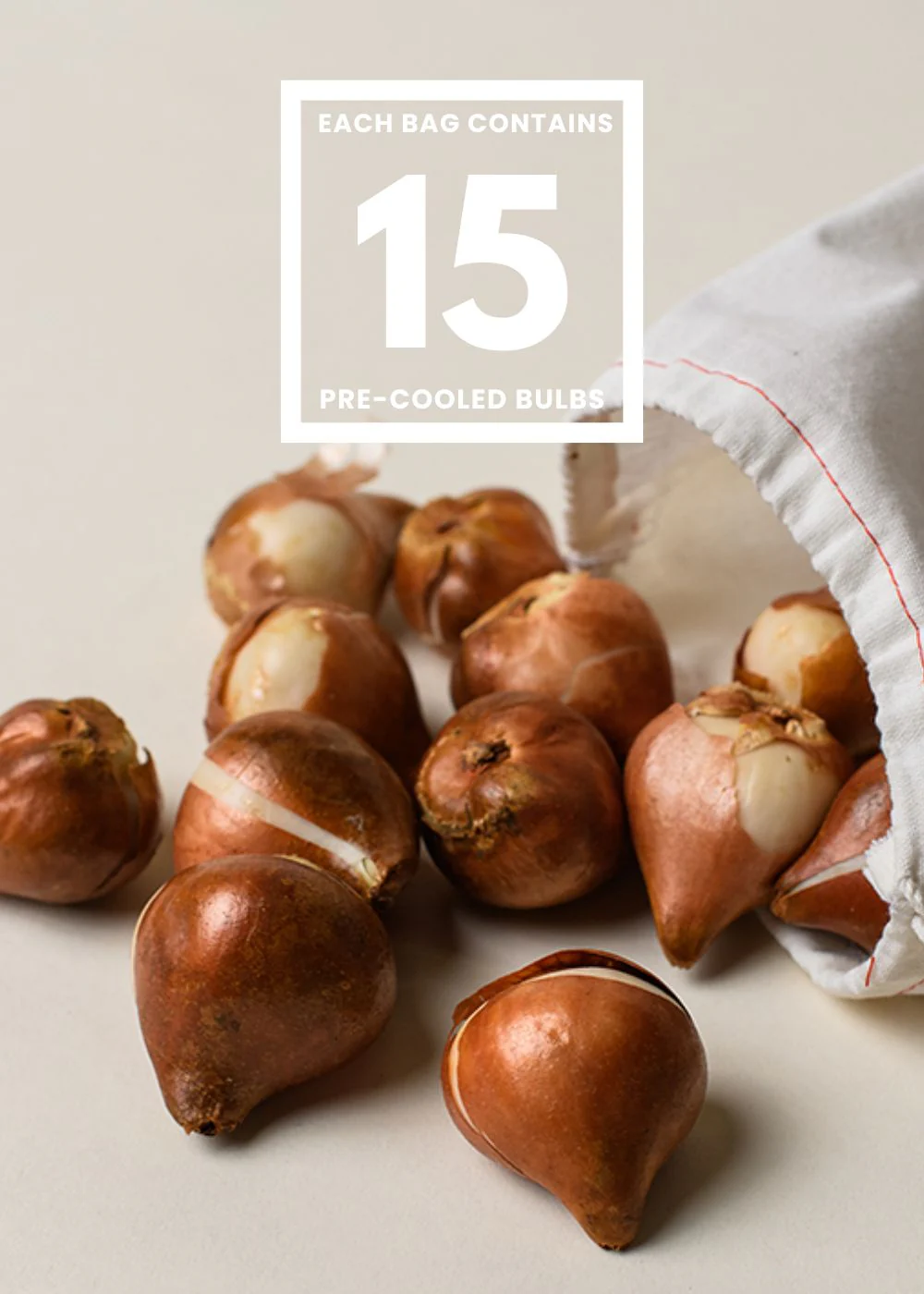 Pre-Cooled Sunset Tropical Tulip Bulbs - Image 3