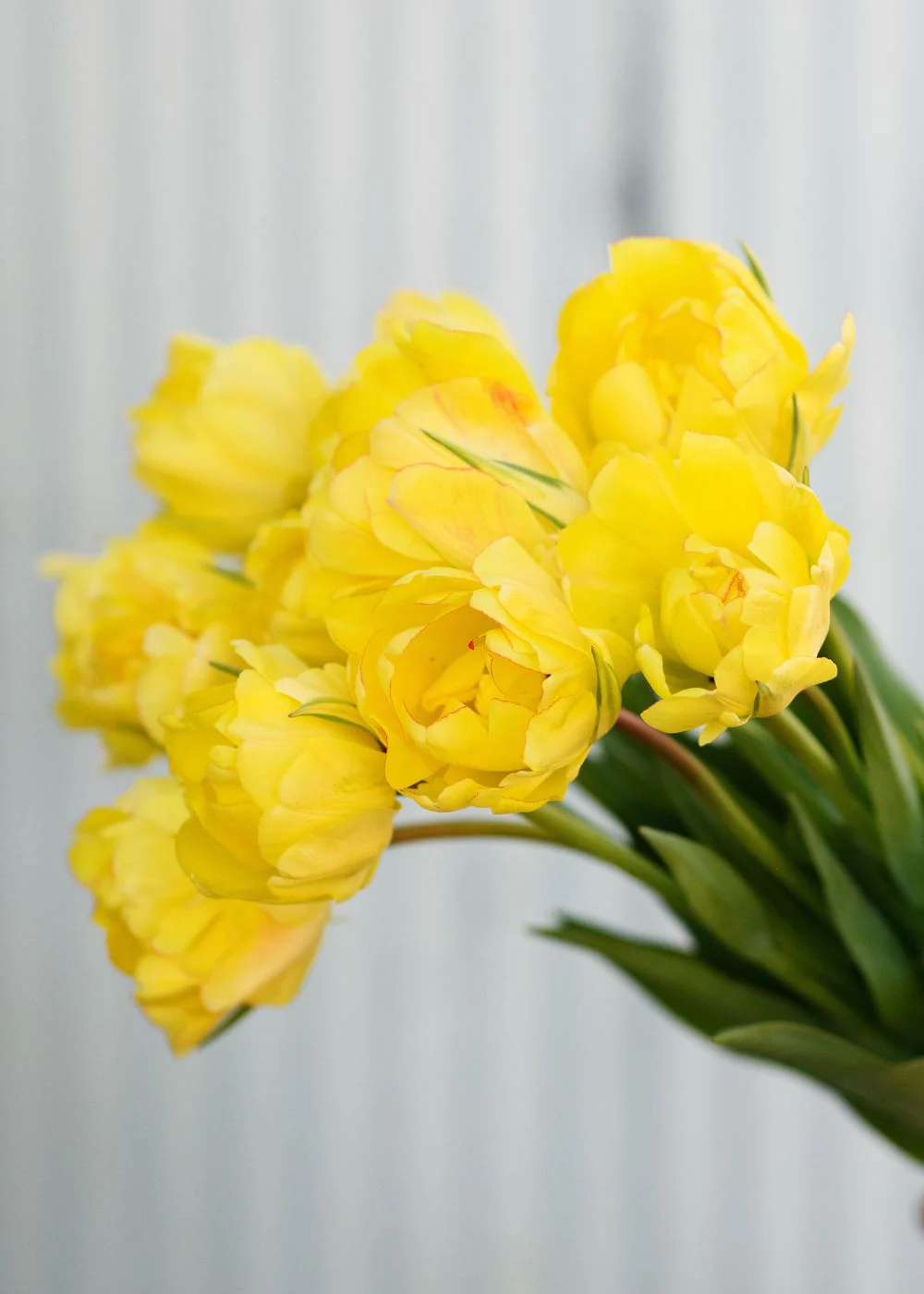 Pre-Cooled Akebono Tulip Bulbs - Image 3