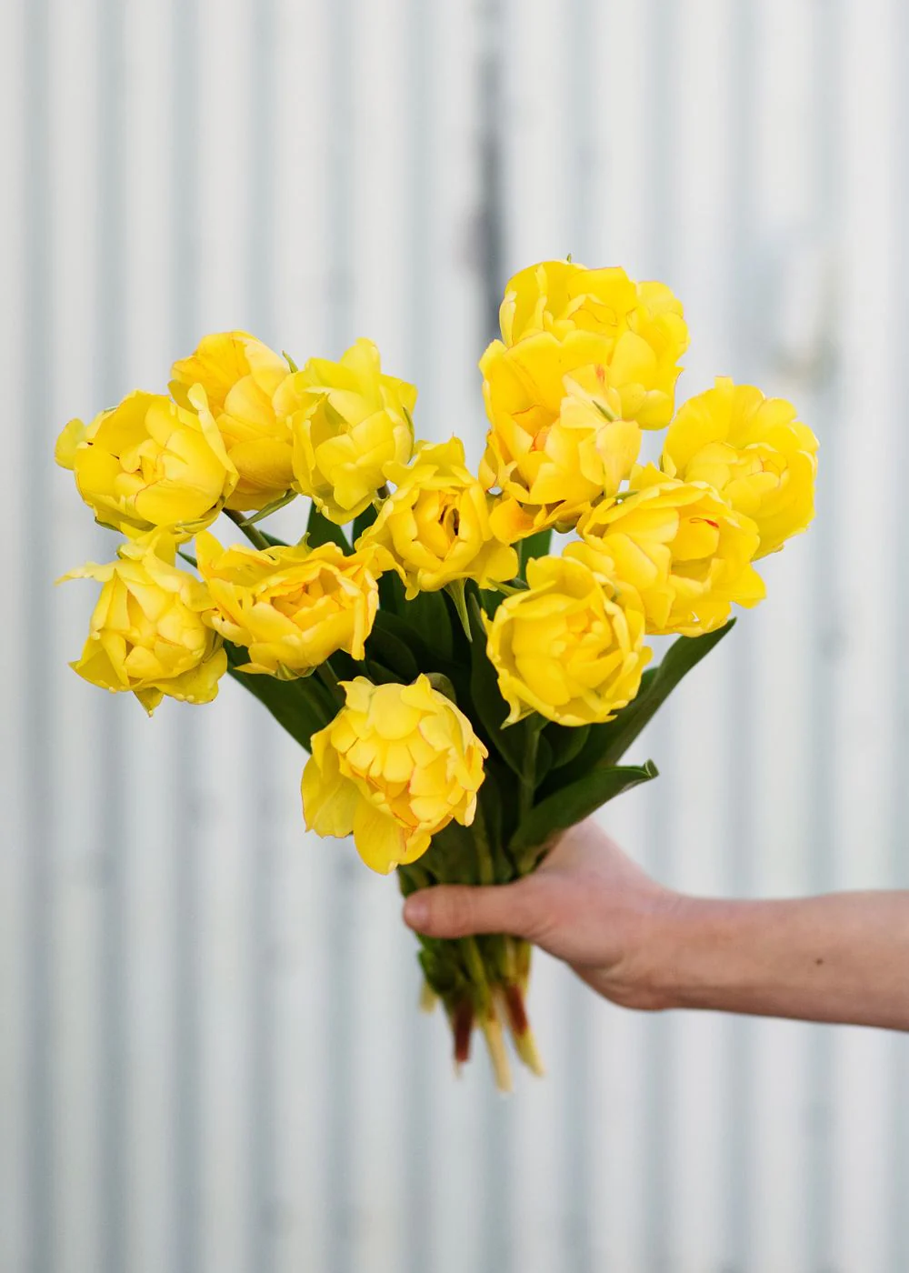 Pre-Cooled Akebono Tulip Bulbs - Image 4