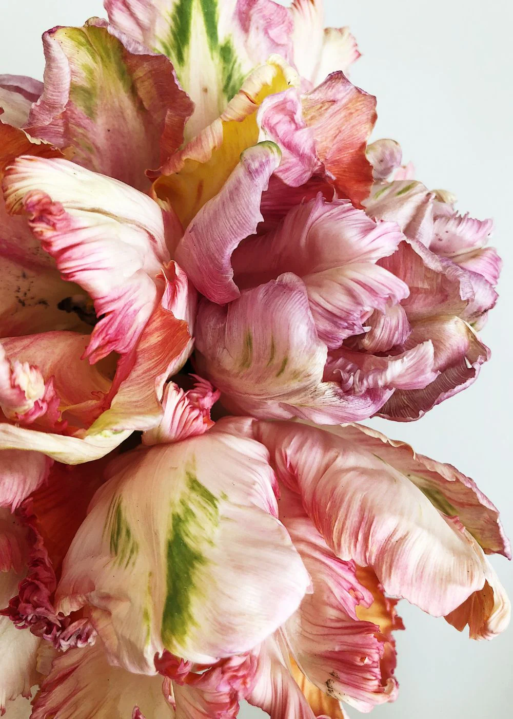 Pre-Cooled Apricot Parrot Tulip Bulbs - Image 3