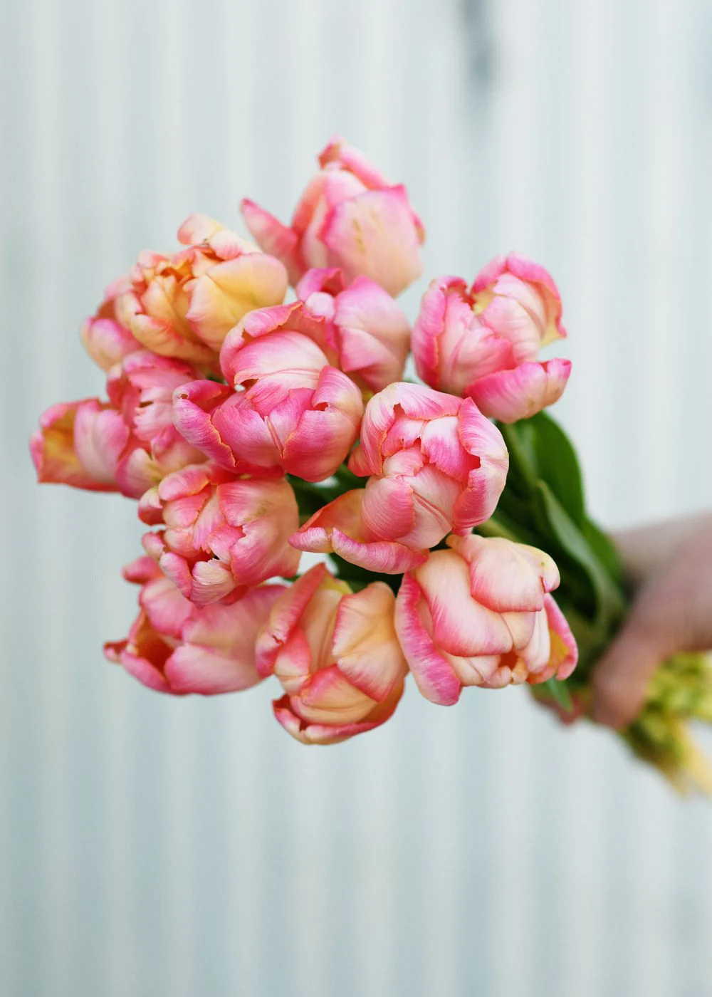 Pre-Cooled Apricot Parrot Tulip Bulbs - Image 4