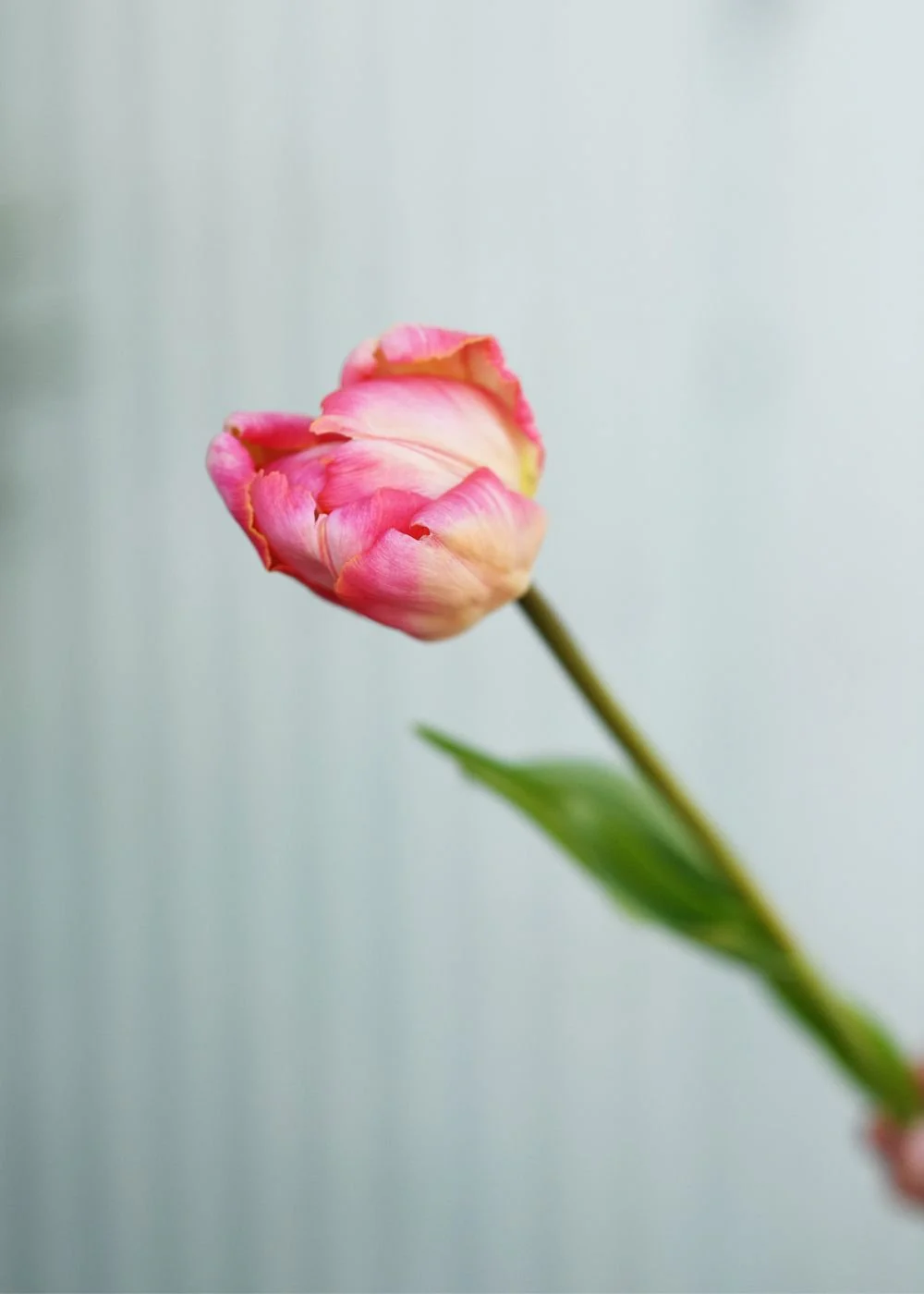 Pre-Cooled Apricot Parrot Tulip Bulbs - Image 6