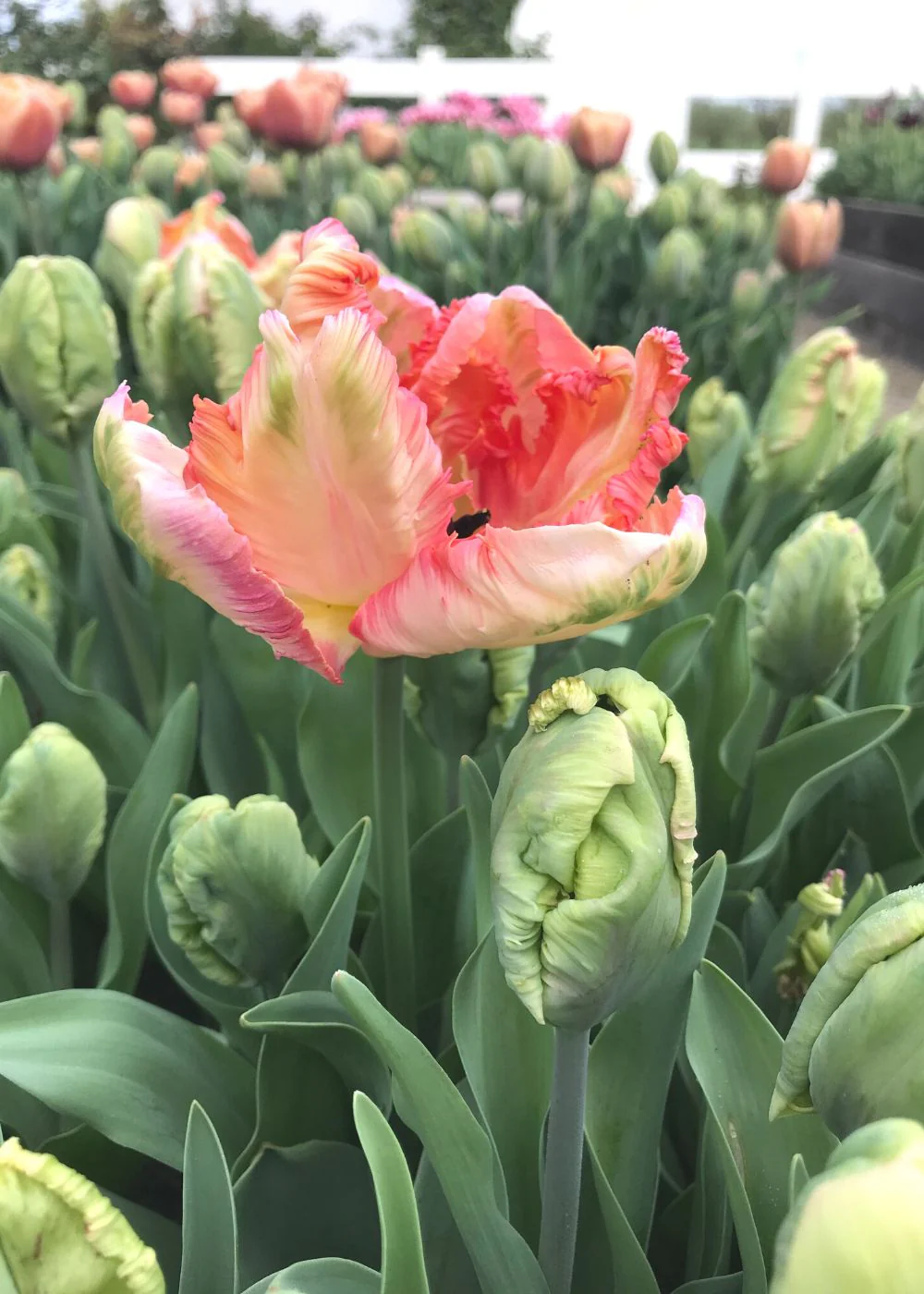 Pre-Cooled Apricot Parrot Tulip Bulbs - Image 7