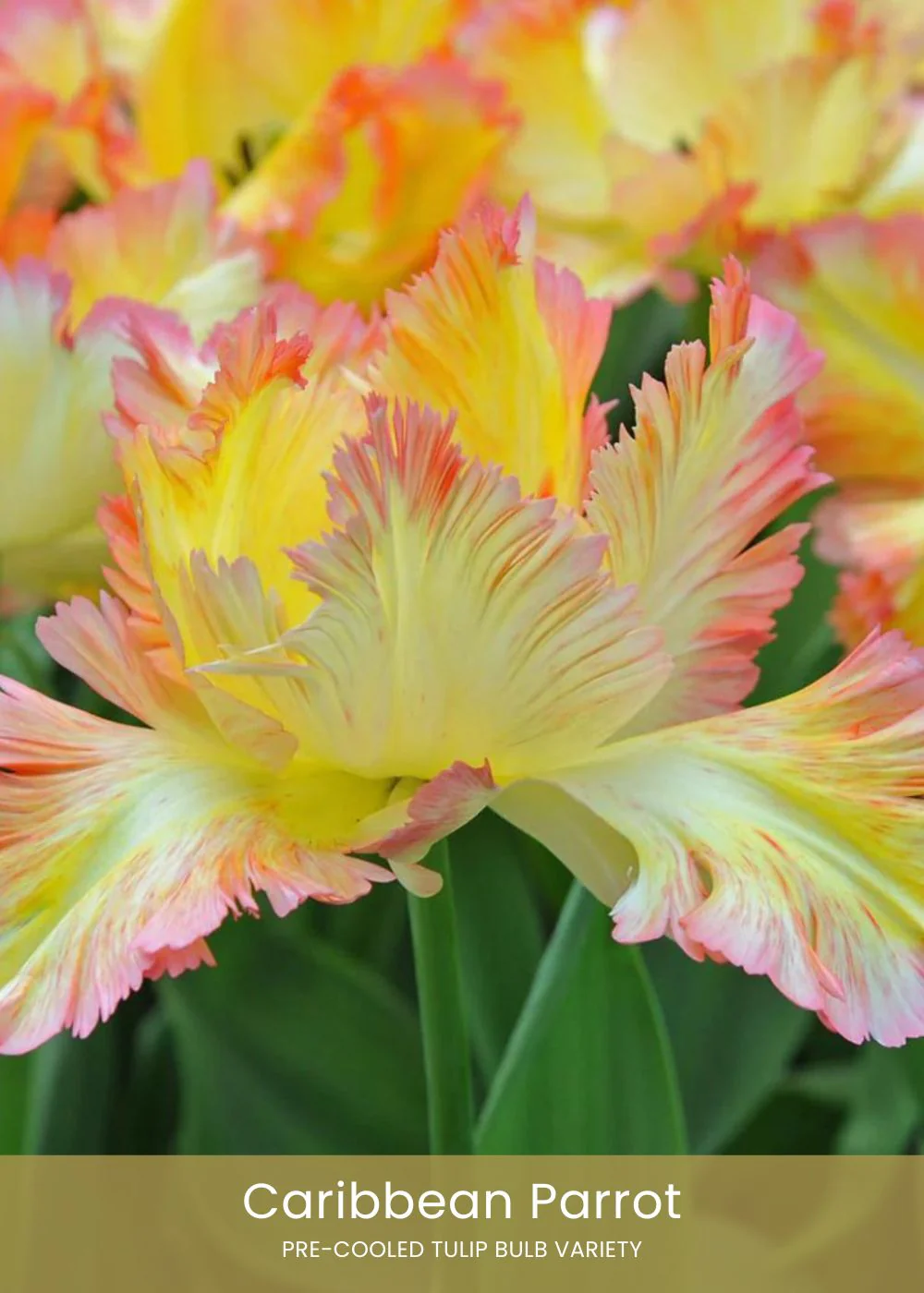 Pre-Cooled Tulip Bulbs Bold & Bright Collection - Image 3