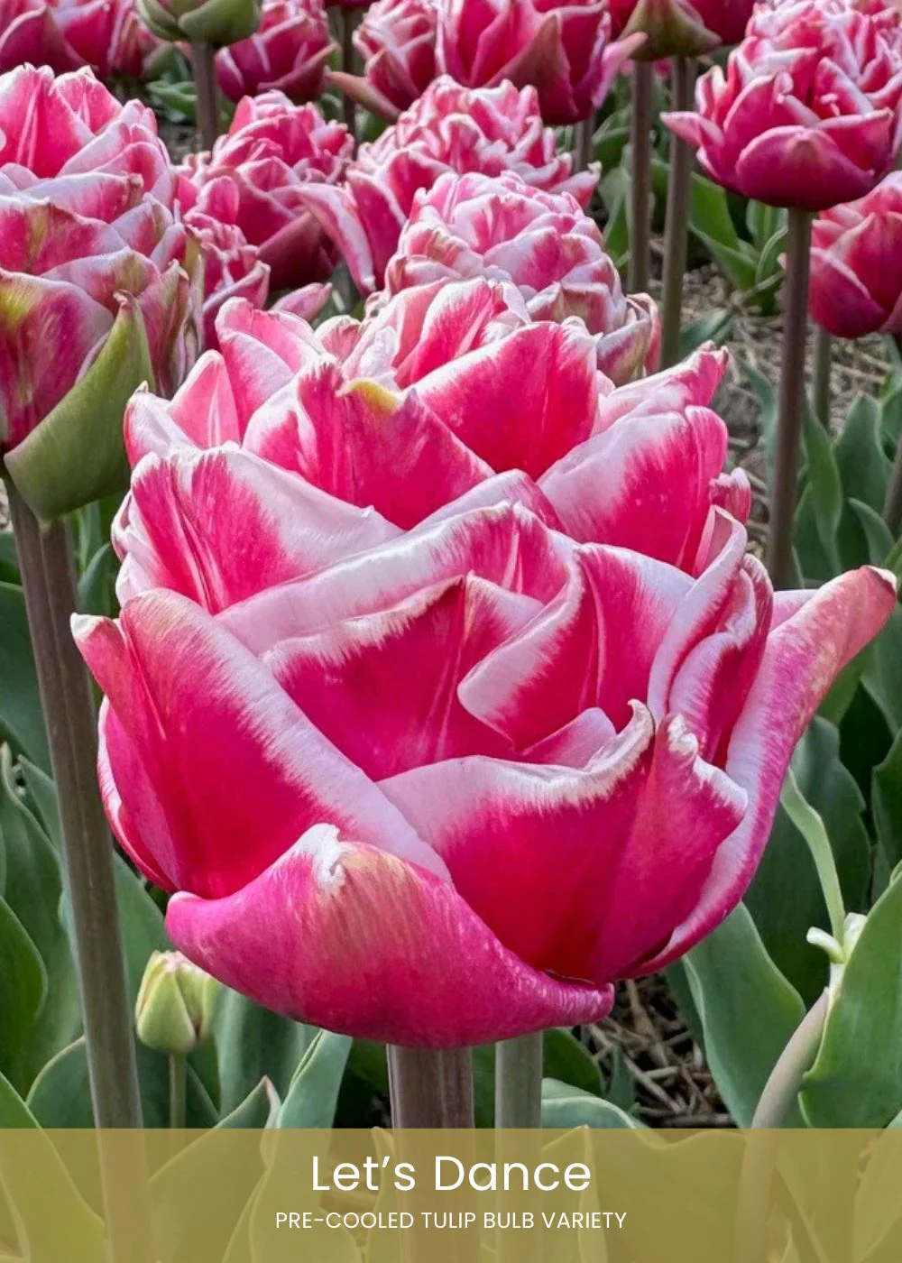 Pre-Cooled Tulip Bulbs Bold & Bright Collection - Image 6