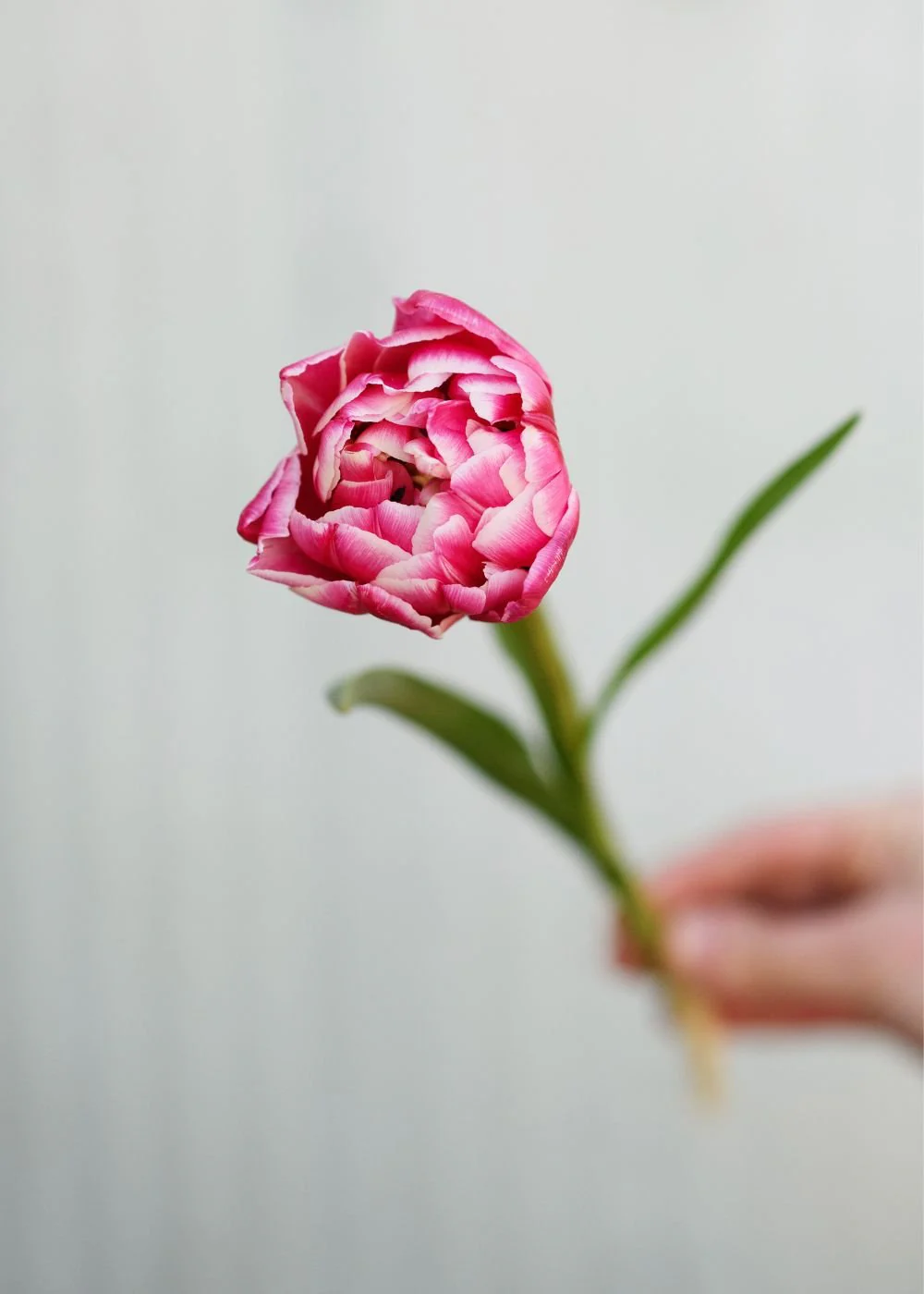Pre-Cooled Columbus Tulip Bulbs - Image 3