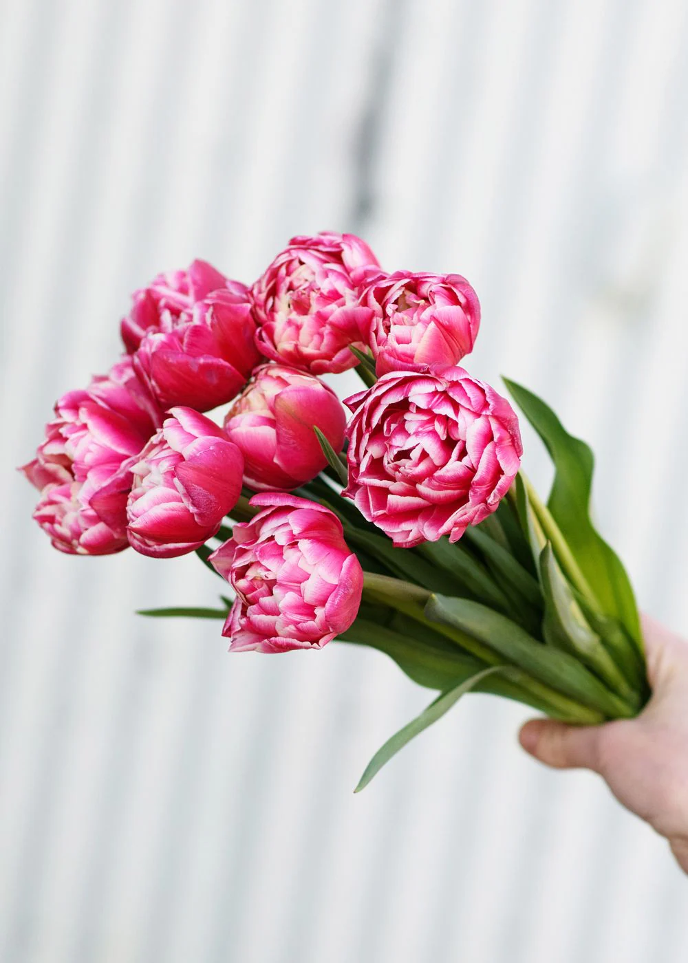 Pre-Cooled Columbus Tulip Bulbs - Image 4