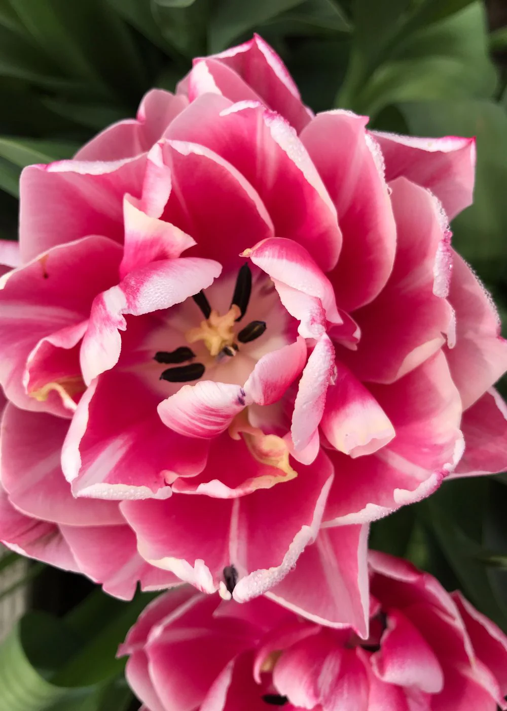 Pre-Cooled Columbus Tulip Bulbs - Image 6