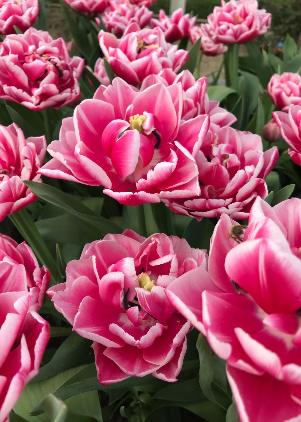 Pre-Cooled Columbus Tulip Bulbs - Image 7