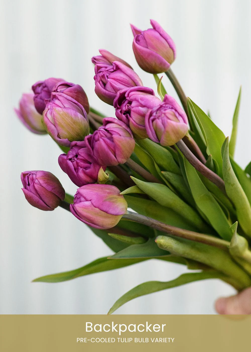 Pre-Cooled Tulip Bulbs Easy To Grow Collection - Image 8