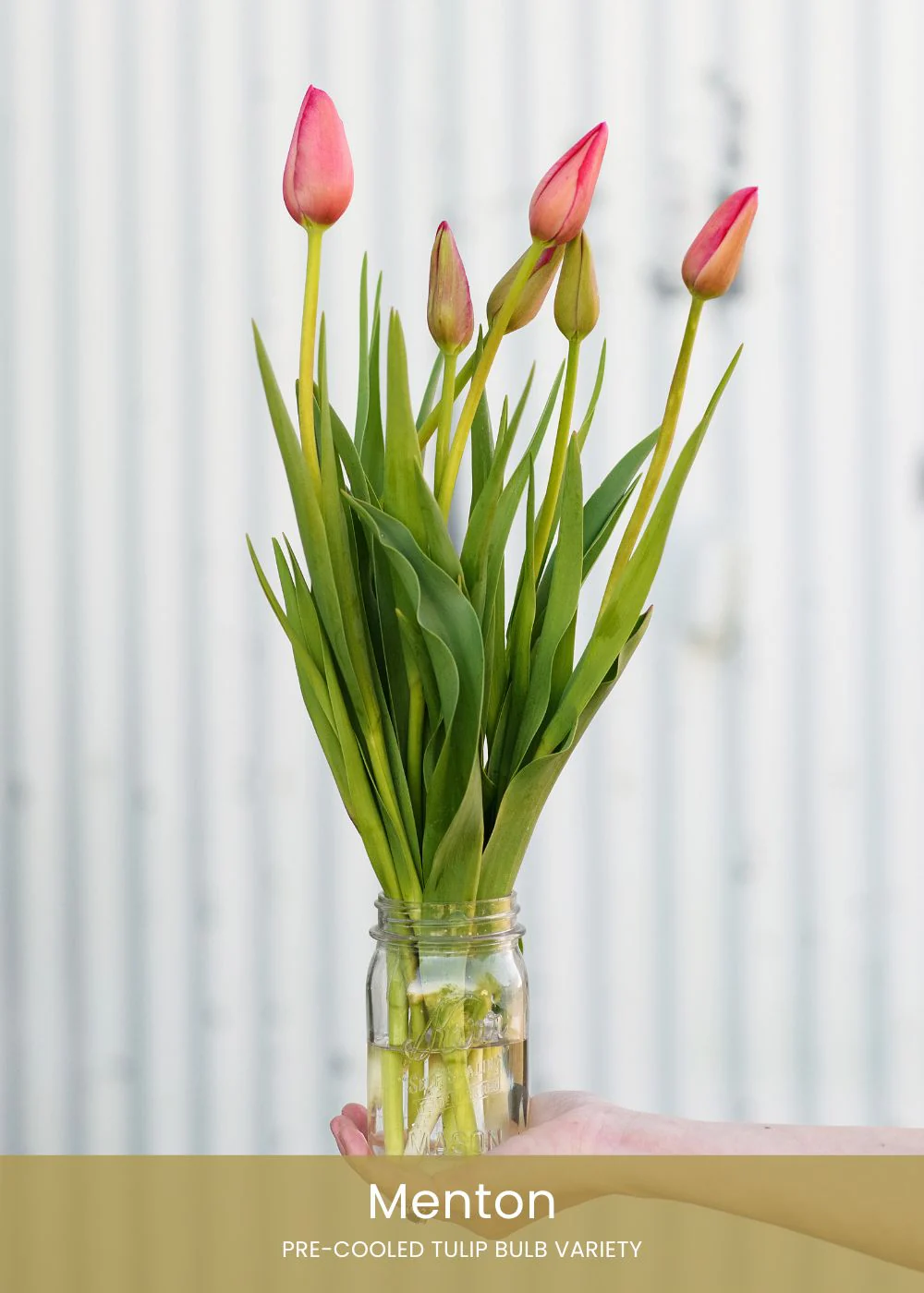 Pre-Cooled Tulip Bulbs Pretty In Pink Collection - Image 4