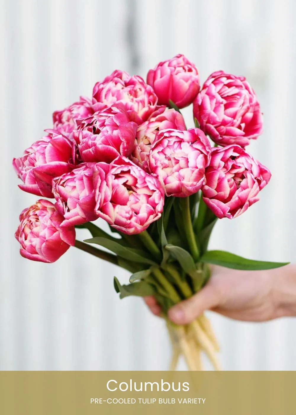 Pre-Cooled Tulip Bulbs Pretty In Pink Collection - Image 5