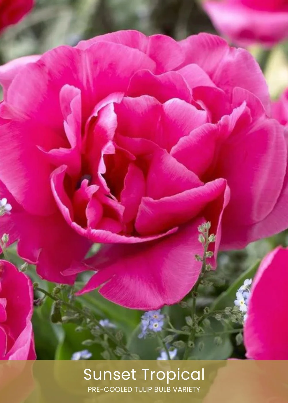 Pre-Cooled Tulip Bulbs Bold & Bright Collection - Image 5