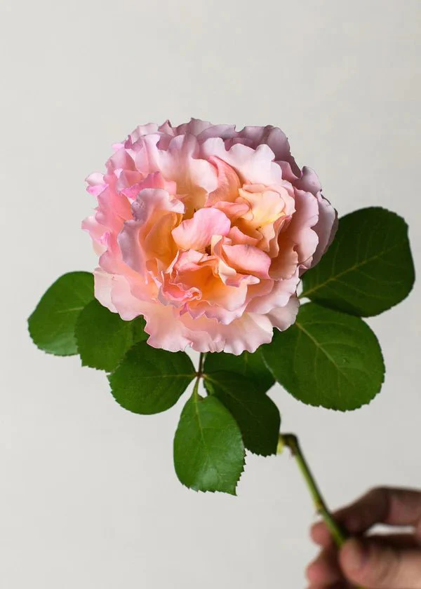 Princesse Charlene de Monaco® Rose Potted (Archived) - Image 3