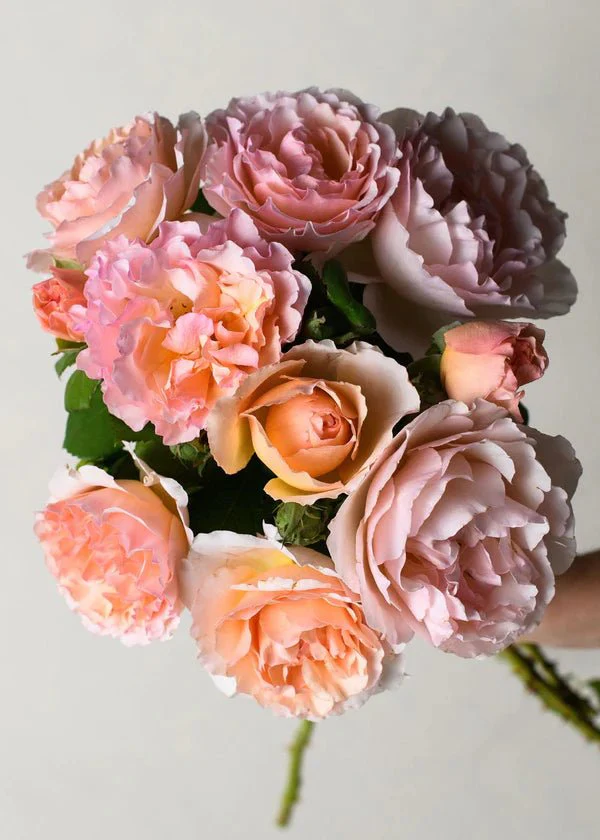 Princesse Charlene de Monaco® Rose Potted (Archived) - Image 4