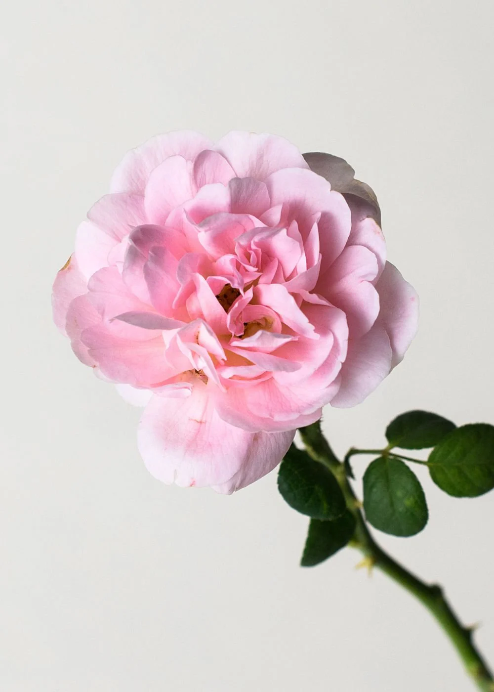 Queen Of Sweden Rose Potted (Archived) - Image 2
