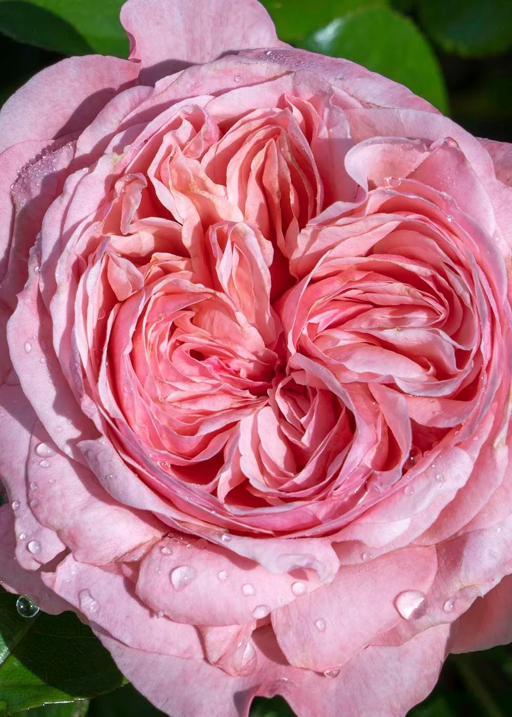Romantica® Ball Gown™ Rose Bare Root (Archived)