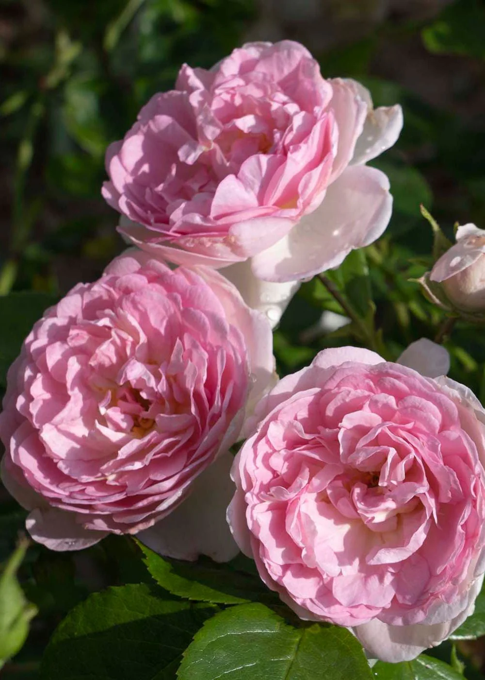 Romantica® Ball Gown™ Rose Bare Root (Archived) - Image 2