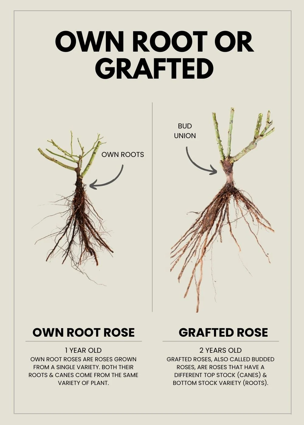 Singin' In The Rain Rose Bare Root - Image 3