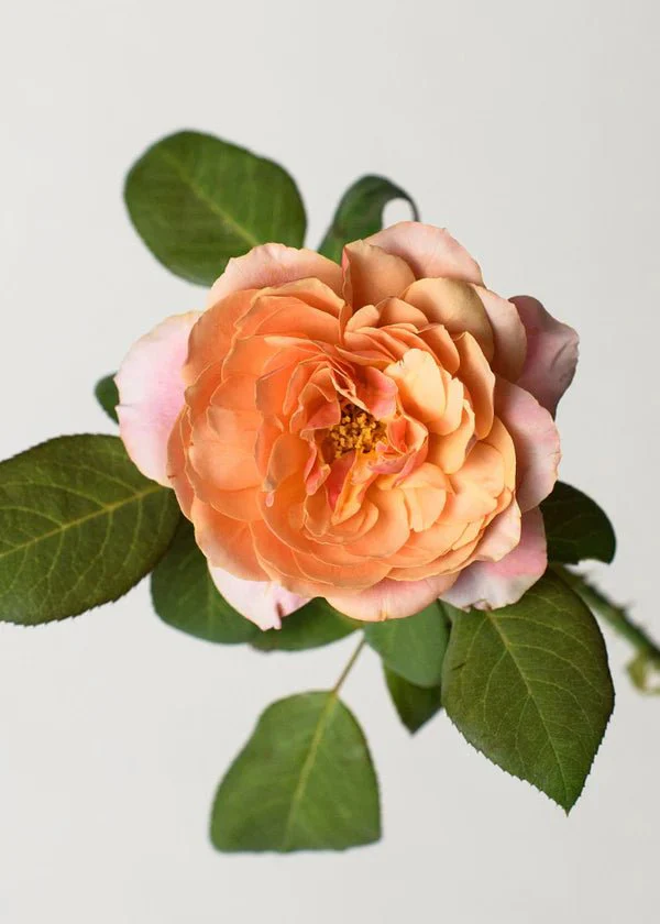 State of Grace™ Rose Potted - Image 3