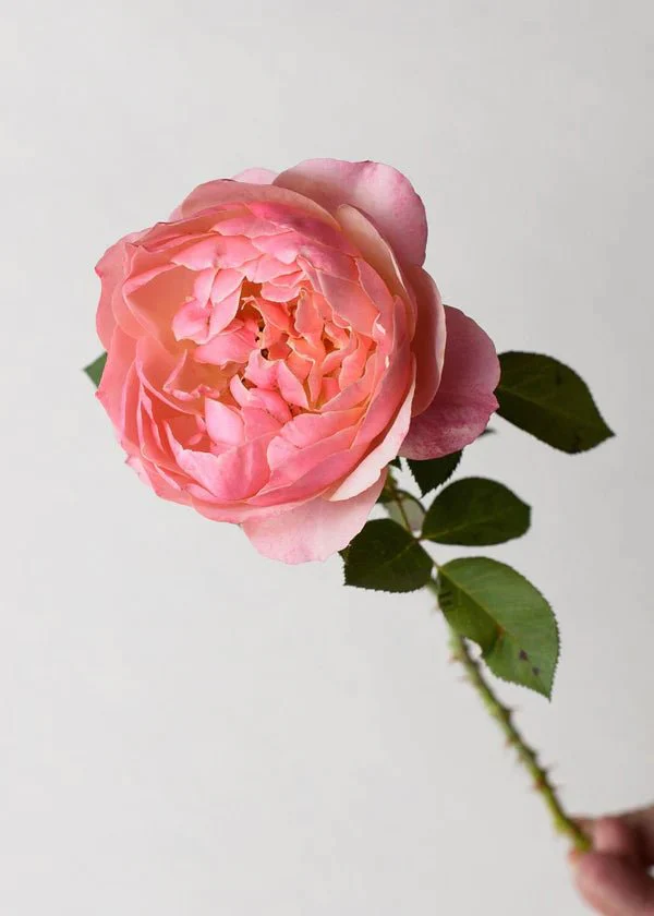 State of Grace™ Rose Potted - Image 4