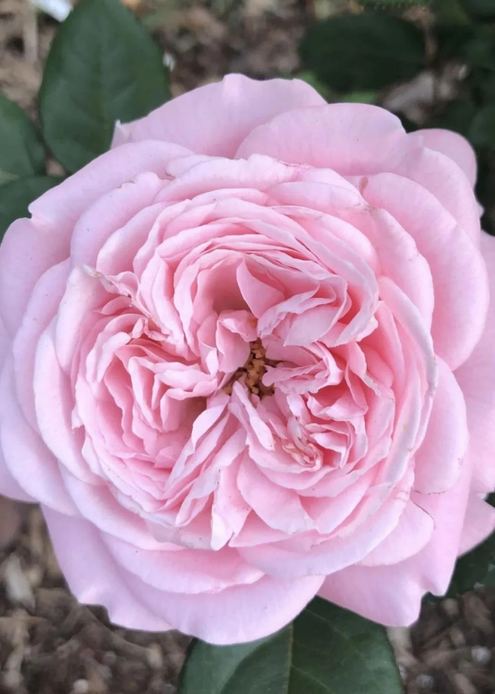 Summer Romance™ Parfuma® Rose Potted (Archived)