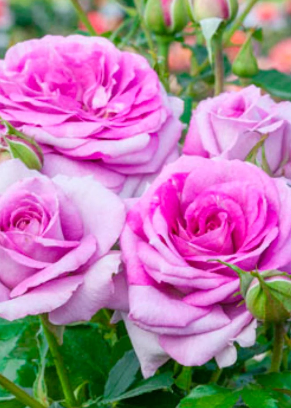 Sweet Madame Blue™ Rose Potted (Archived)