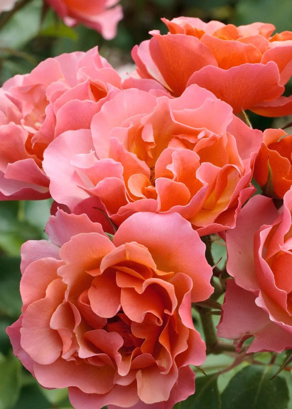 Tequila® Supreme Rose Potted (Archived)
