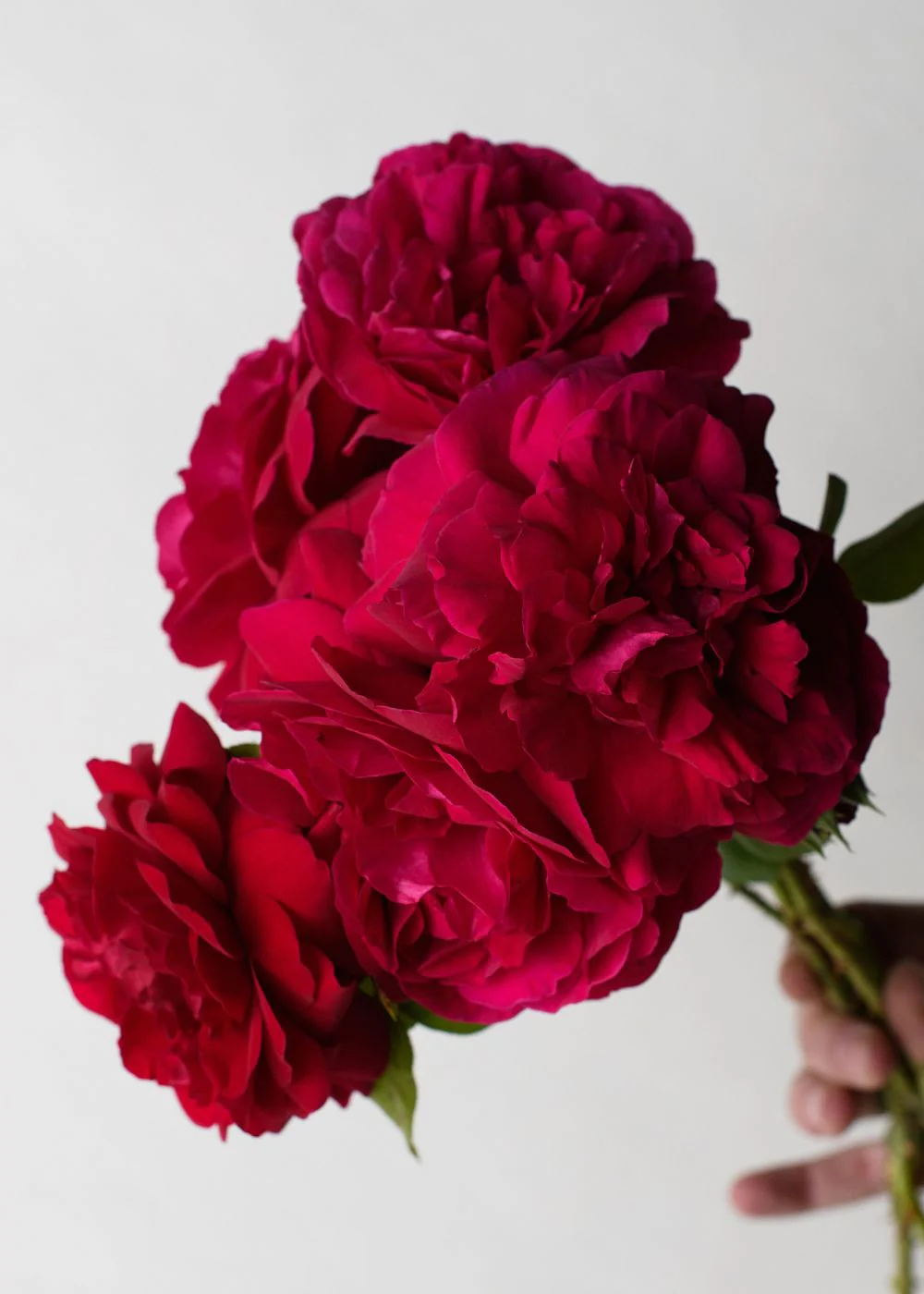 Tess Of The d'Urbervilles® Climbing Rose Bare Root (Archived)