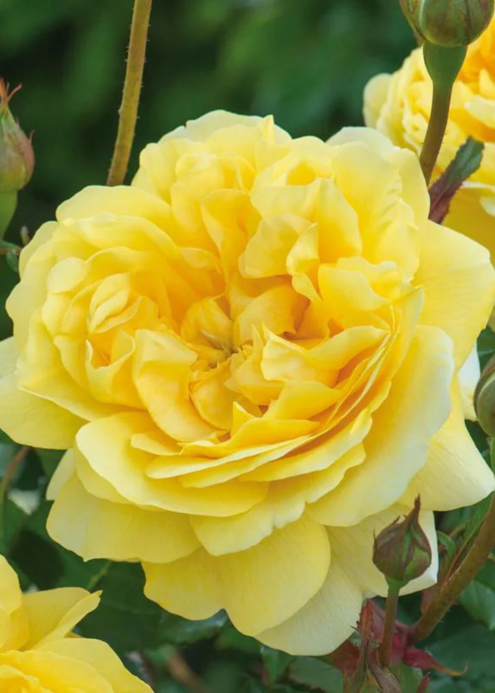 The Poet's Wife Rose Bare Root (Archived)