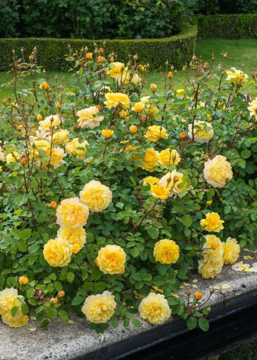 The Poet's Wife Rose Bare Root (Archived) - Image 3