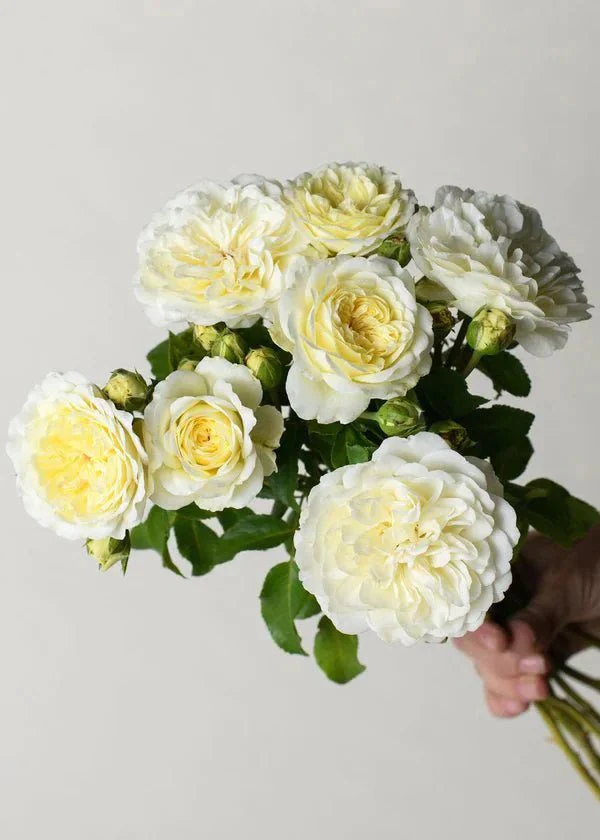 Tranquility Potted Tree Rose