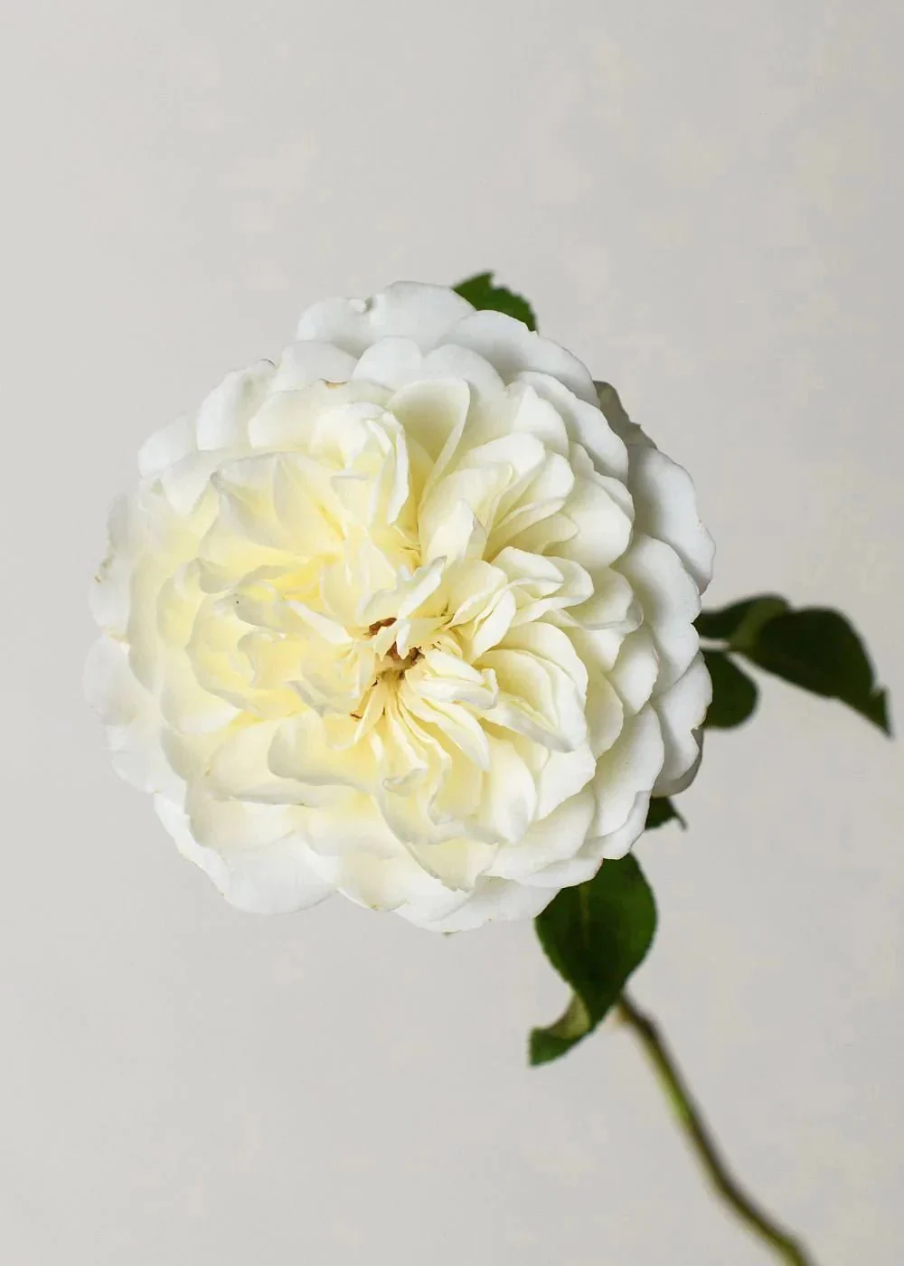 Tranquility Potted Tree Rose - Image 2