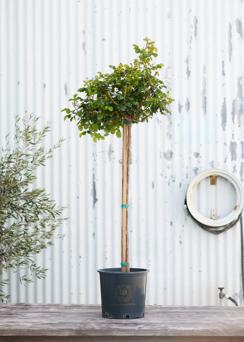 Tranquility Potted Tree Rose - Image 4