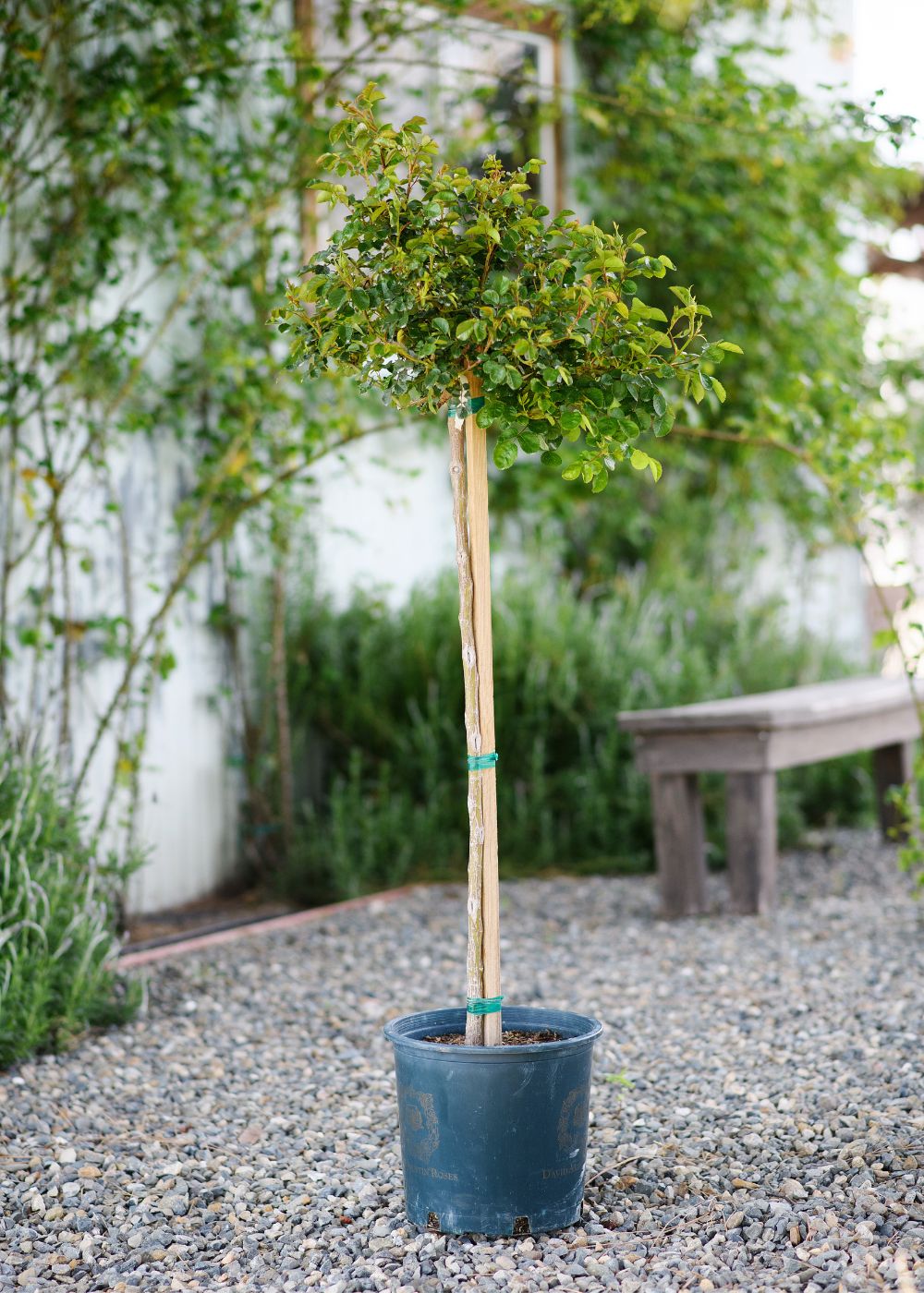 Tranquility Potted Tree Rose - Image 5