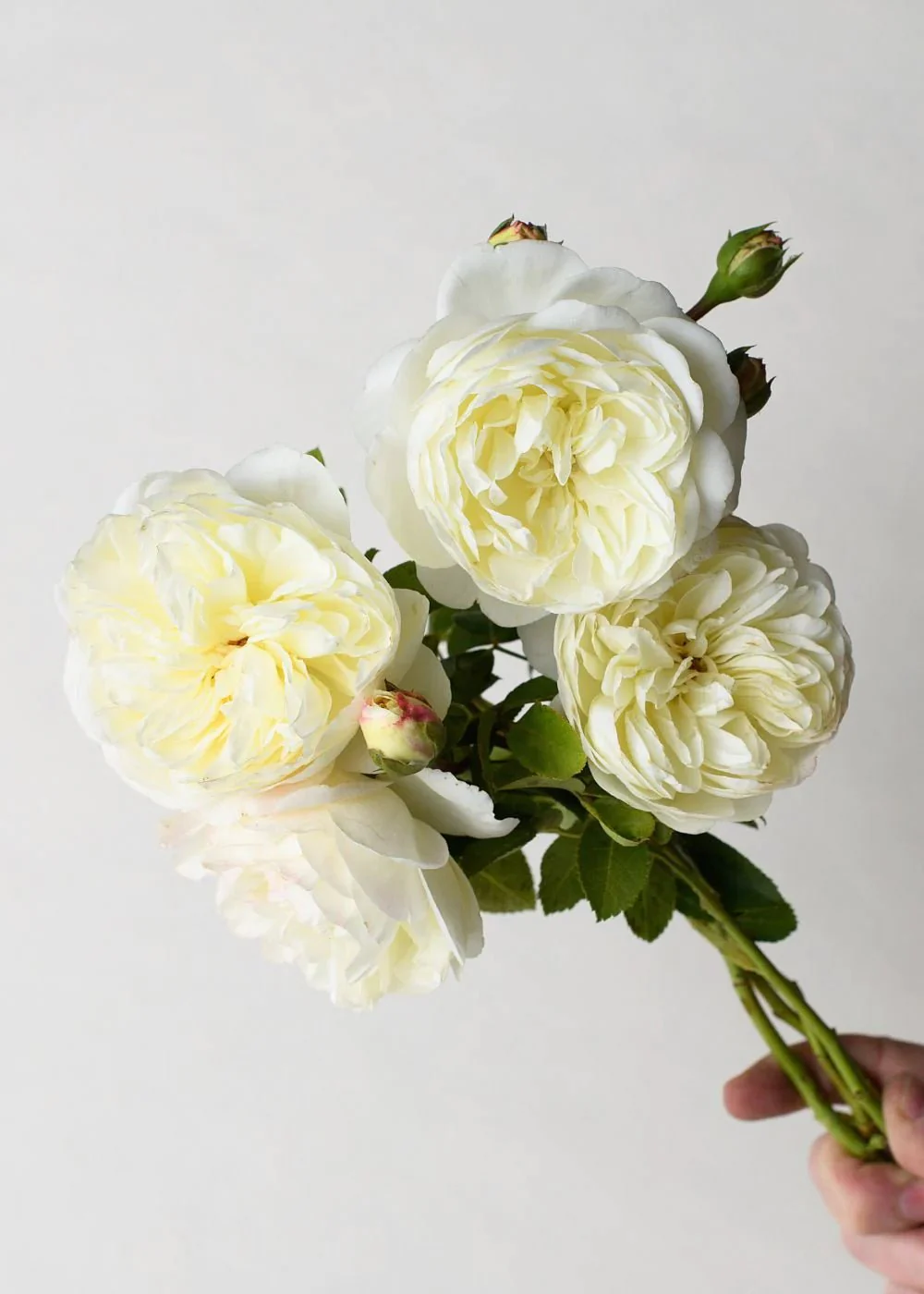 Tranquility Rose Potted - Image 3