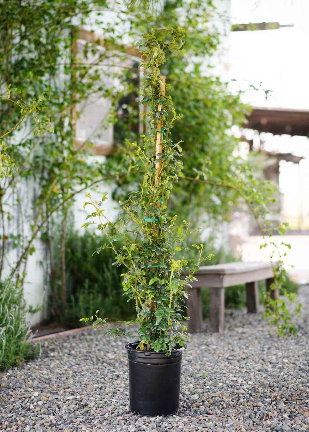 White Eden Climber® Rose Potted - Image 4