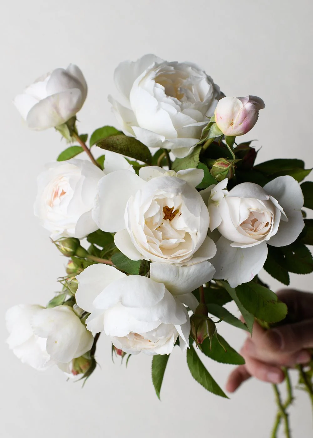 Winchester Cathedral Rose Potted (Archived)