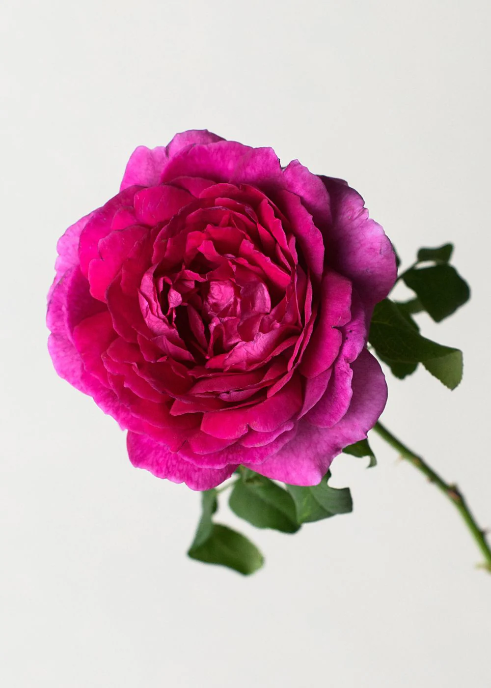 Young Lycidas Rose Bare Root (Archived) - Image 2